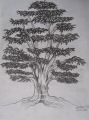 arbre.jpg