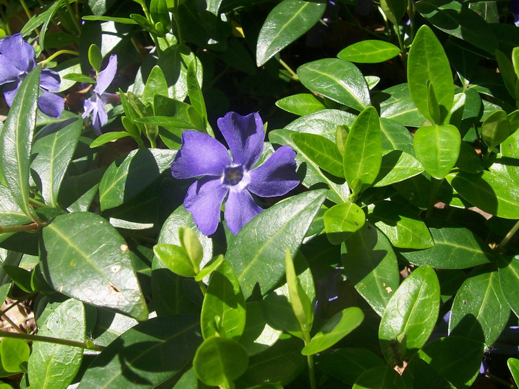P034.jpg