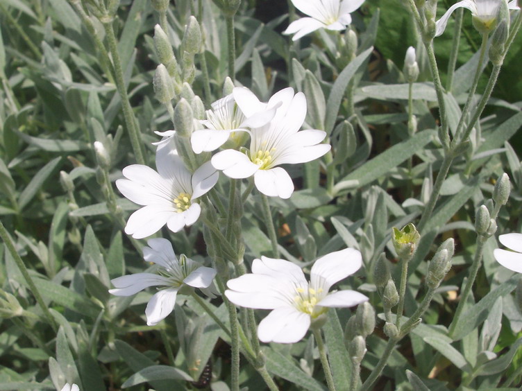 P036.jpg