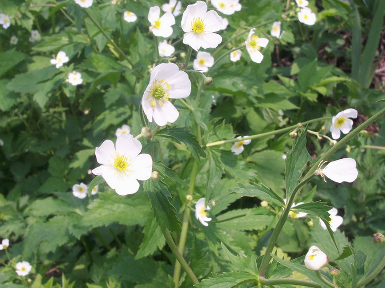 P037.jpg