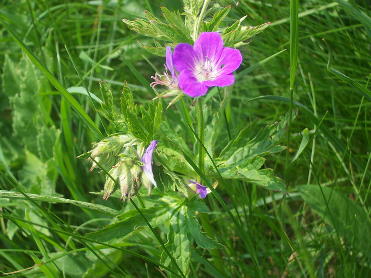 P038.jpg