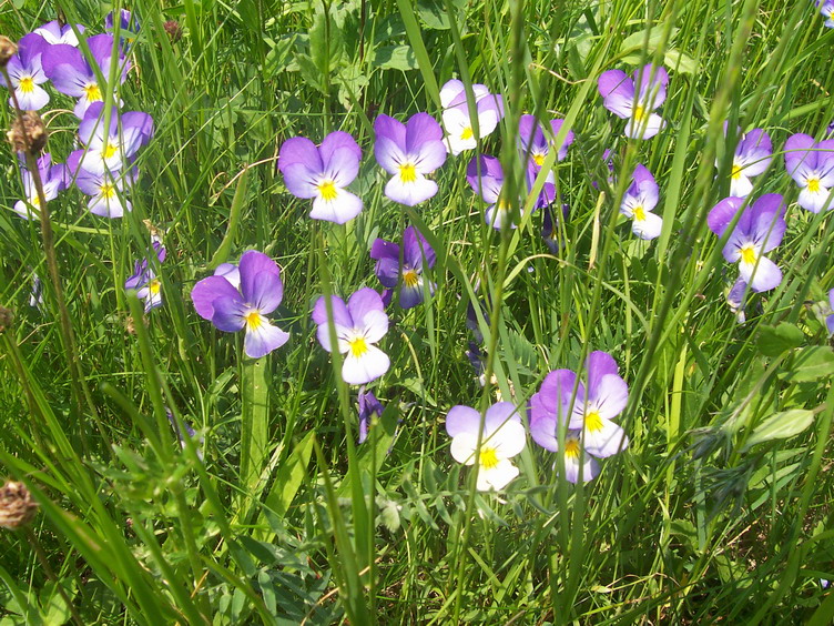 P039.jpg