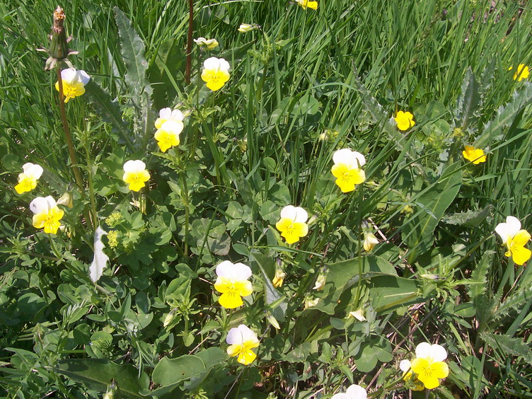 P040.jpg